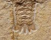 MUSEUM QUALITY FOSSIL JURASSIC LOBSTER CRUSTACEAN ERYON FROM SOLNHOFEN *CRUS037