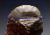 TWO EXCEPTIONAL EUROPEAN NEOLITHIC OMALIEN FLINT END SCRAPER BLADE TOOLS FROM THE LINEAR POTTERY CULTURE OF BELGIUM  *N352
