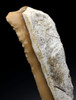 IMPRESSIVE LARGE AESTHETIC BALKAN EARLY NEOLITHIC GOLD FLINT END SCRAPER BLADE FLAKE TOOL FROM THE FIRST FARMING SOCIETY  *N358