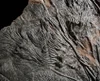 FINEST MUSEUM CLASS FOSSIL GIANT SEA LILY CRINOIDS ON A PRESERVED PREHISTORIC OCEAN FLOOR  *CRI001