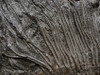 FINEST MUSEUM CLASS FOSSIL GIANT SEA LILY CRINOIDS ON A PRESERVED PREHISTORIC OCEAN FLOOR  *CRI001