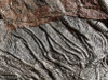 FINEST MUSEUM CLASS FOSSIL GIANT SEA LILY CRINOIDS ON A PRESERVED PREHISTORIC OCEAN FLOOR  *CRI001