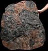 FINEST MUSEUM CLASS FOSSIL GIANT SEA LILY CRINOIDS ON A PRESERVED PREHISTORIC OCEAN FLOOR  *CRI001