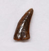 DROMAEOSAUR FOSSIL RAPTOR DINOSAUR TOOTH  *DT6-369