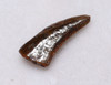 DROMAEOSAUR FOSSIL RAPTOR DINOSAUR TOOTH  *DT6-369