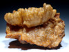 RARE GEMSTONE QUALITY LARGE GOLDEN BOTRYOIDAL AGATIZED FOSSIL CORAL COLONY FROM FLORIDA  *COR-044