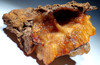 RARE GEMSTONE QUALITY LARGE GOLDEN BOTRYOIDAL AGATIZED FOSSIL CORAL COLONY FROM FLORIDA  *COR-044