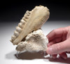 ICE AGE ARDENNES FOREST PARTIAL WILD BOAR CAVE FOSSIL MANDIBLE WITH TEETH FROM A CAVE HYENA DEN IN BELGIUM   *LMX281