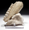 ICE AGE ARDENNES FOREST PARTIAL WILD BOAR CAVE FOSSIL MANDIBLE WITH TEETH FROM A CAVE HYENA DEN IN BELGIUM   *LMX281