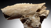 ICE AGE ARDENNES FOREST PARTIAL WILD BOAR CAVE FOSSIL MANDIBLE WITH TEETH FROM A CAVE HYENA DEN IN BELGIUM   *LMX281
