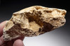 ICE AGE ARDENNES FOREST PARTIAL WILD BOAR CAVE FOSSIL MANDIBLE WITH TEETH FROM A CAVE HYENA DEN IN BELGIUM   *LMX281