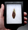 FINEST INVESTMENT GRADE CAPSIAN AFRICAN NEOLITHIC SERRATED ARROWHEAD WITH UNIQUE COLORS  *CAP482