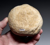 IMMEASURABLY RARE LARGE NEANDERTHAL MOUSTERIAN SPHEROID BOLA STONE FROM FRANCE - ONLY SPECIMEN WE HAVE SEEN IN 40 YEARS  *M546