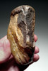 EXCEPTIONAL HOMO ERGASTER ERECTUS BI-COLORED MODE 1 BASALT AFRICAN OLDOWAN PEBBLE CHOPPER AXE WITH INTELLIGENT DESIGN GRIP  *PB215