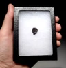 OUR FINEST LARGE FOSSIL EDMONTONIA DINOSAUR TOOTH FROM AN ARMORED ANKYLOSAUR  *DT10-129