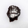 OUR FINEST LARGE FOSSIL EDMONTONIA DINOSAUR TOOTH FROM AN ARMORED ANKYLOSAUR  *DT10-129