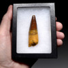 ATTRACTIVE SHARP TIP 2.5 INCH SPINOSAURUS FOSSIL DINOSAUR TOOTH  *DT5-620