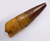 ATTRACTIVE SHARP TIP 2.5 INCH SPINOSAURUS FOSSIL DINOSAUR TOOTH  *DT5-620