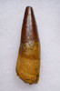 ATTRACTIVE SHARP TIP 2.5 INCH SPINOSAURUS FOSSIL DINOSAUR TOOTH  *DT5-620