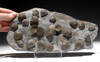 LARGE DEVONIAN BRACHIOPOD SCHELLWIENELLA FOSSIL COLONY FROM FAMOUS SITE   *BR037