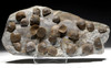 LARGE DEVONIAN BRACHIOPOD SCHELLWIENELLA FOSSIL COLONY FROM FAMOUS SITE   *BR037