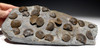 LARGE DEVONIAN BRACHIOPOD SCHELLWIENELLA FOSSIL COLONY FROM FAMOUS SITE   *BR037