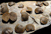 LARGE DEVONIAN BRACHIOPOD SCHELLWIENELLA FOSSIL COLONY FROM FAMOUS SITE   *BR037