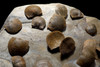 LARGE DEVONIAN BRACHIOPOD SCHELLWIENELLA FOSSIL COLONY FROM FAMOUS SITE   *BR037