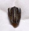 EXCELLENT EDMONTOSAURUS HADROSAUR "DUCK-BILLED" FOSSIL DINOSAUR TOOTH  *DT7-235