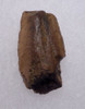 TYRANNOSAURUS T REX DINOSAUR TOOTH FRAGMENT WITH ENAMEL  *DT18-134