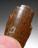 TYRANNOSAURUS T REX DINOSAUR TOOTH FRAGMENT WITH ENAMEL  *DT18-134