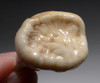 FINEST ARDENNES FOREST BELGIUM CAVE BEAR FOSSIL MOLAR TOOTH RARE LOCATION  *LMX329