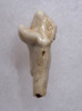 ARDENNES FOREST BELGIUM CAVE BEAR FOSSIL INCISOR TOOTH RARE LOCATION  *LMX328
