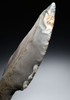 SUPERB MAYAN PRE-COLUMBIAN CHERT DAGGER STEMMED MACRO BLADE KNIFE  *PC671