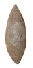 LARGEST OF OUR 25 YEAR COLLECTION - OVER 5000 YEAR OLD RARE PRESTIGE CAPSIAN NEOLITHIC BIFACIAL FLINT LEAF BLADE KNIFE FROM THE SAHARA  *CAP456