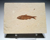 QUALITY KNIGHTIA FISH FOSSIL FROM THE EOCENE GREEN RIVER FORMATION OF WYOMING USA  *F1000
