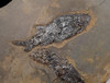 MULTIPLE PARAMBLYPTERUS PERMIAN FISH FOSSIL FROM BEFORE THE DINOSAURS *F145