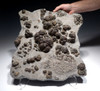 MUSEUM-CLASS FOSSIL PREHISTORIC BACTERIA LAYER OF TRANSITIONAL CARBONIFEROUS - PERMIAN LACUSTRINE STROMATOLITES  *STRX006