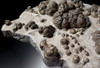 MUSEUM-CLASS FOSSIL PREHISTORIC BACTERIA LAYER OF TRANSITIONAL CARBONIFEROUS - PERMIAN LACUSTRINE STROMATOLITES  *STRX006