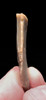 NEANDERTHAL MOUSTERIAN BLADE KNIFE FLINT FLAKE TOOL FROM THE FRENCH ALPS OF LA FAURIE FRANCE  *M556