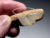 NEANDERTHAL MOUSTERIAN NATURALLY BACKED KNIFE FLINT FLAKE TOOL FROM THE FRENCH ALPS OF LA FAURIE FRANCE  *M554