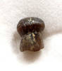 CRETACEOUS BRACHYCHAMPSA ALLIGATORINE TOOTH FROM HELL CREEK  *MV10-130