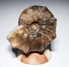OUR FINEST LARGE CRETACEOUS HORNED MAMITES AMMONITE FOSSIL *AX1