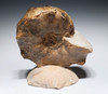 OUR FINEST LARGE CRETACEOUS HORNED MAMITES AMMONITE FOSSIL *AX1