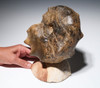 OUR FINEST LARGE CRETACEOUS HORNED MAMITES AMMONITE FOSSIL *AX1