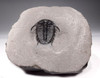 EXTREMELY RARE PREMIUM GRADE SPINY CYPHASPIDES TRILOBITE WITH SUPERB PRESERVATION  *TRX281