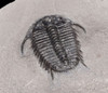 EXTREMELY RARE PREMIUM GRADE SPINY CYPHASPIDES TRILOBITE WITH SUPERB PRESERVATION  *TRX281