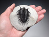 EXCEPTIONAL LARGE FOSSIL SPINY COMURA TRILOBITE WITH ALL SPINES EXPOSED FREE-STANDING  *TRX911