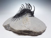 EXCEPTIONAL LARGE FOSSIL SPINY COMURA TRILOBITE WITH ALL SPINES EXPOSED FREE-STANDING  *TRX911