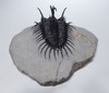 EXCEPTIONAL LARGE FOSSIL SPINY COMURA TRILOBITE WITH ALL SPINES EXPOSED FREE-STANDING  *TRX911